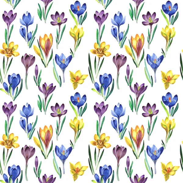 Kır çiçeği çiğdemler çiçek deseni izole bir suluboya tarzında.