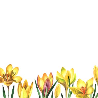 Kır çiçeği çiğdemler çiçek çerçeve izole bir suluboya tarzında.