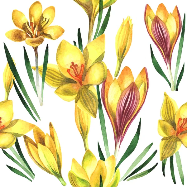 Kır çiçeği çiğdemler çiçek deseni izole bir suluboya tarzında.