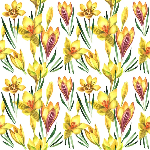 Kır çiçeği çiğdemler çiçek deseni izole bir suluboya tarzında.