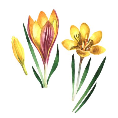 Kır çiçeği çiğdemler çiçek izole bir suluboya tarzında.