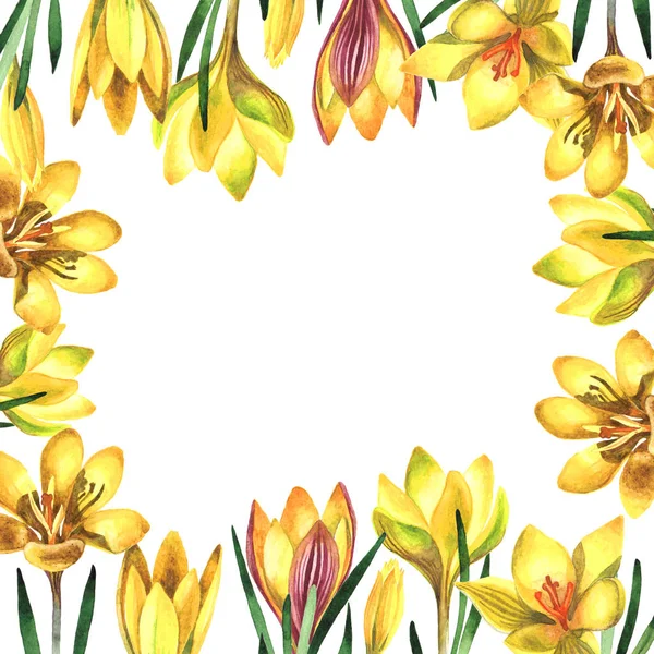 Flores silvestres azafrán marco de flores en un estilo de acuarela aislado . — Foto de Stock