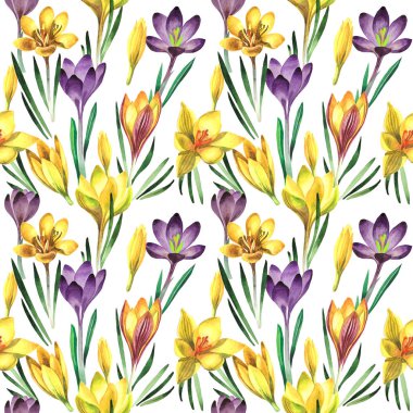 Kır çiçeği çiğdemler çiçek deseni izole bir suluboya tarzında.