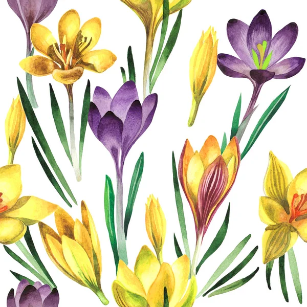 Wildflower krokusy květinový vzor ve stylu akvarelu, samostatný. — Stock fotografie