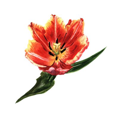 Kır çiçeği Lale çiçek izole bir suluboya tarzında.