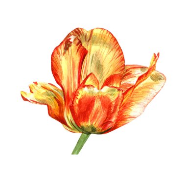Kır çiçeği Lale çiçek izole bir suluboya tarzında.