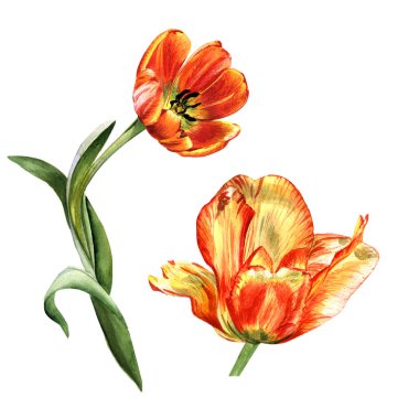 Kır çiçeği Lale çiçek izole bir suluboya tarzında.