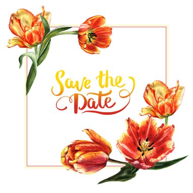 Kır çiçeği Lale çiçek çerçeve izole bir suluboya tarzında.