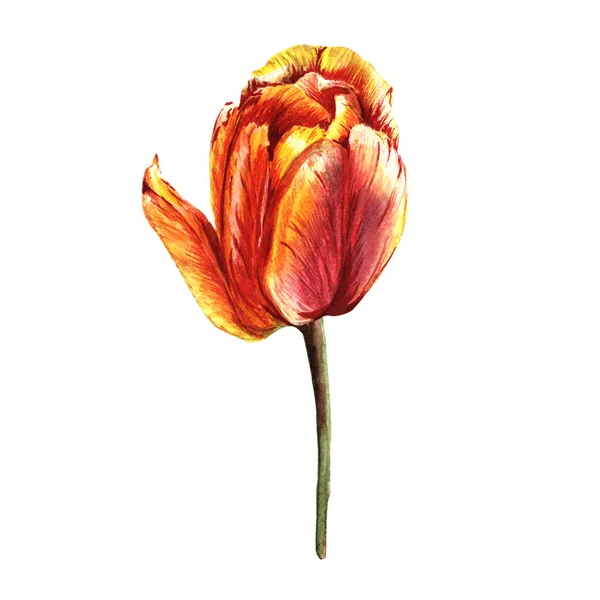 分離された水彩画のワイルドフラワー チューリップの花. — ストック写真