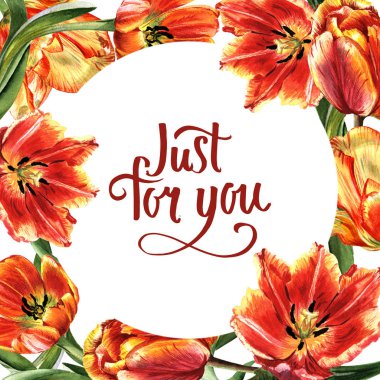 Kır çiçeği Lale çiçek çerçeve izole bir suluboya tarzında.