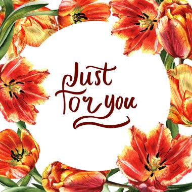 Kır çiçeği Lale çiçek çerçeve izole bir suluboya tarzında.