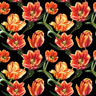 Kır çiçeği Lale çiçek deseni izole bir suluboya tarzında.