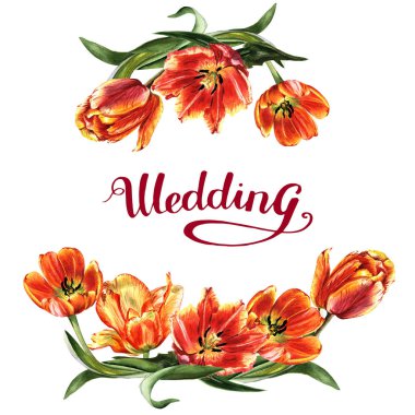 Kır çiçeği Lale çiçek çerçeve izole bir suluboya tarzında.