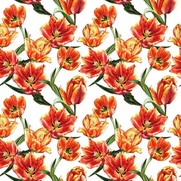 Wildblume Tulpe Blumenmuster in einem Aquarell-Stil isoliert. — Stockfoto