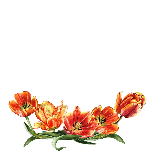 Wildflower λουλούδι τουλίπα καρέ σε στυλ υδροχρώματος απομονωμένες. — Φωτογραφία Αρχείου
