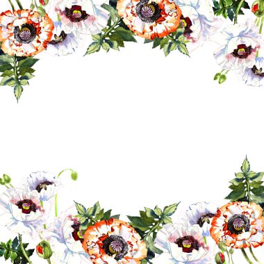 Kır çiçeği haşhaş çiçek çerçeve izole bir suluboya tarzında.