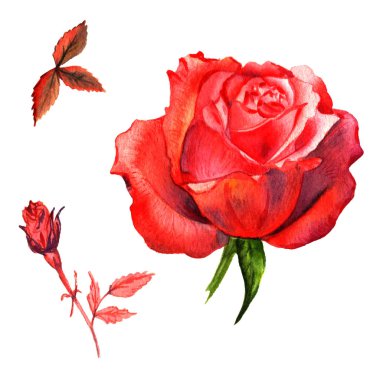 Kır çiçeği gül çiçek izole bir suluboya tarzında.