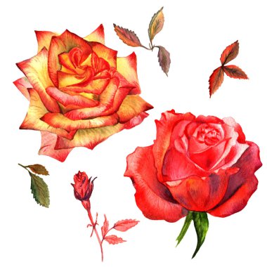 Kır çiçeği gül çiçek izole bir suluboya tarzında.