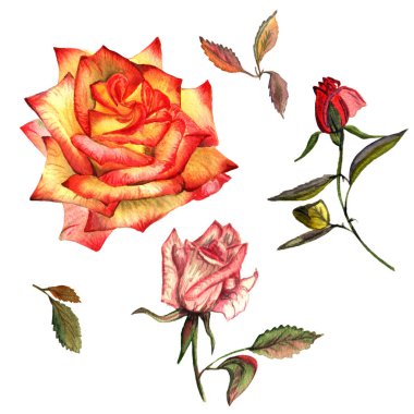 Kır çiçeği gül çiçek izole bir suluboya tarzında.