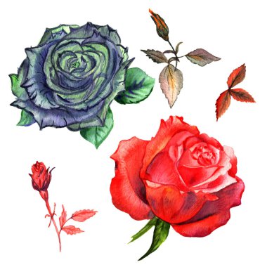 Kır çiçeği gül çiçek izole bir suluboya tarzında.