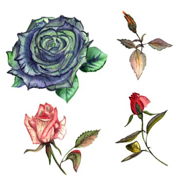 Kır çiçeği gül çiçek izole bir suluboya tarzında.