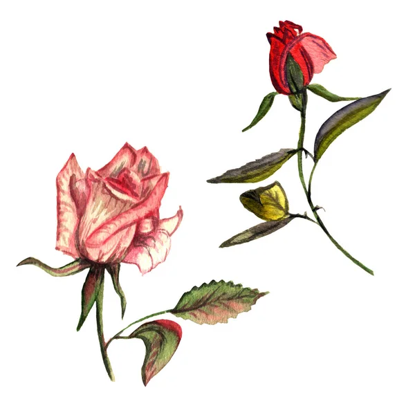 Wildflower roseblomst isolert i akvarellstil . – stockfoto