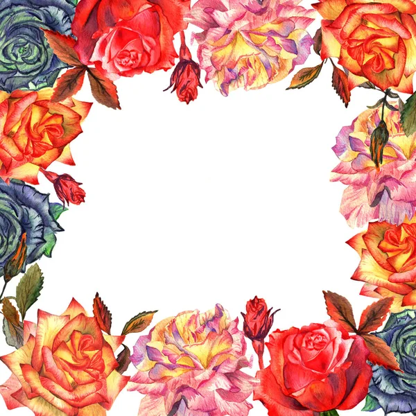 Vadvirág Rózsa virág keret elszigetelt akvarell stílusú. — Stock Fotó