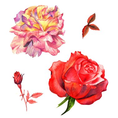 Kır çiçeği gül çiçek izole bir suluboya tarzında.