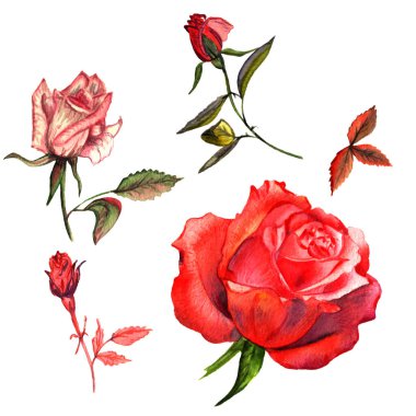 Kır çiçeği gül çiçek izole bir suluboya tarzında.