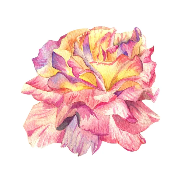 고립 된 수채화 스타일에서 플라워 장미 꽃. — 스톡 사진