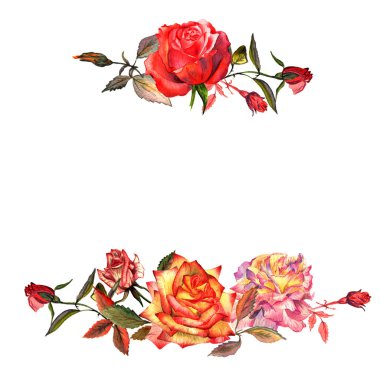 Kır çiçeği gül çiçek çerçeve izole bir suluboya tarzında.