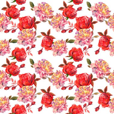 Kır çiçeği gül çiçek deseni izole bir suluboya tarzında.