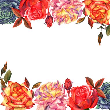 Kır çiçeği gül çiçek çerçeve izole bir suluboya tarzında.