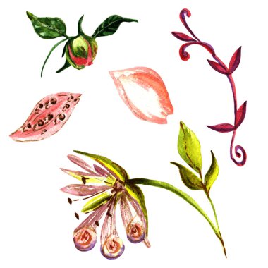 Kır çiçeği Şakayık çiçeği izole bir suluboya tarzında.