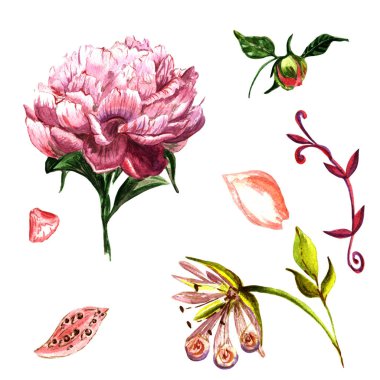 Kır çiçeği Şakayık çiçeği izole bir suluboya tarzında.