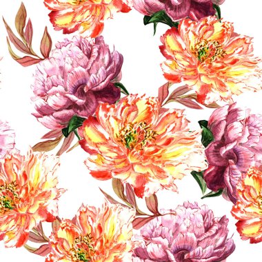 Kır çiçeği peony çiçek deseni izole bir suluboya tarzında.