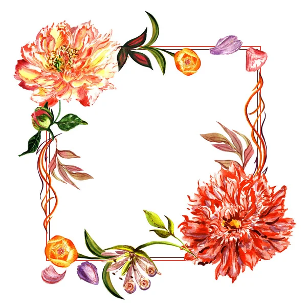Vadvirág bazsarózsa virág keret elszigetelt akvarell stílusú. — Stock Fotó