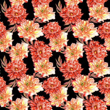 Kır çiçeği peony çiçek deseni izole bir suluboya tarzında.