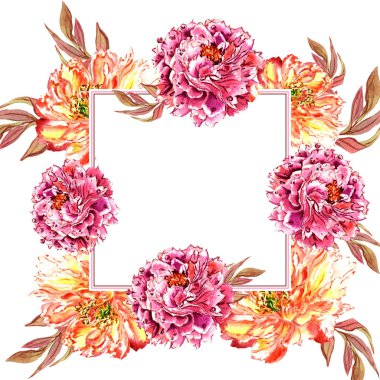 Kır çiçeği Şakayık çiçeği çerçeve izole bir suluboya tarzında.