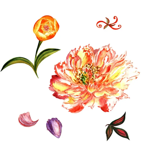 Wildflower peony bloem in een aquarel stijl geïsoleerd. — Stockfoto