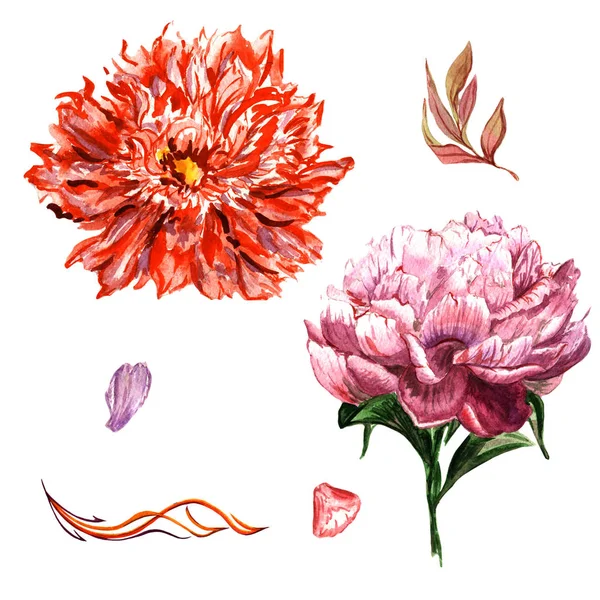 Wildflower peony bloem in een aquarel stijl geïsoleerd. — Stockfoto