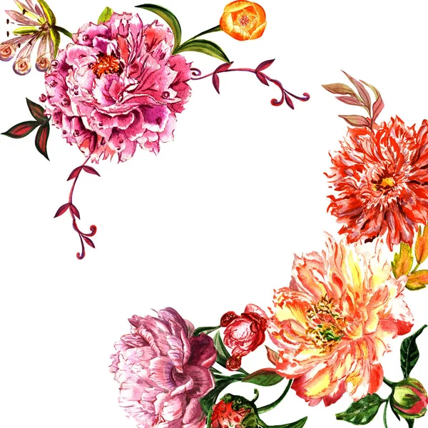 Wildflower peony bloem frame in een aquarel stijl geïsoleerd. — Stockfoto