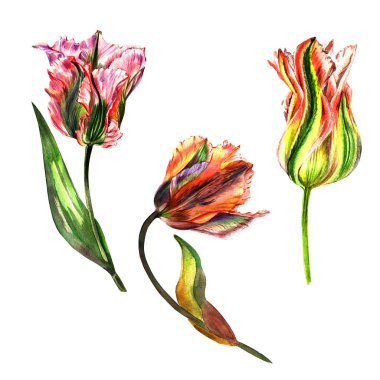 Kır çiçeği Lale çiçek izole bir suluboya tarzında.