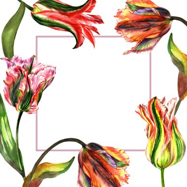 Kır çiçeği Lale çiçek çerçeve izole bir suluboya tarzında.