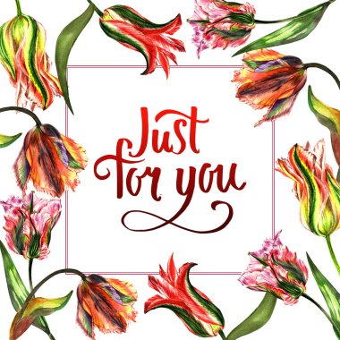 Kır çiçeği Lale çiçek çerçeve izole bir suluboya tarzında.