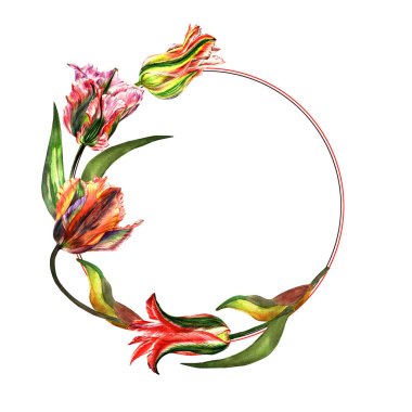 Kır çiçeği Lale çiçek çerçeve izole bir suluboya tarzında.