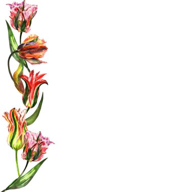 Kır çiçeği Lale çiçek çerçeve izole bir suluboya tarzında.