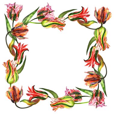 Kır çiçeği Lale çiçek çerçeve izole bir suluboya tarzında.