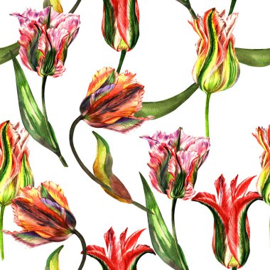 Kır çiçeği Lale çiçek deseni izole bir suluboya tarzında.