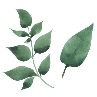 Kır çiçeği fuşya suluboya tarzında izole çiçek.